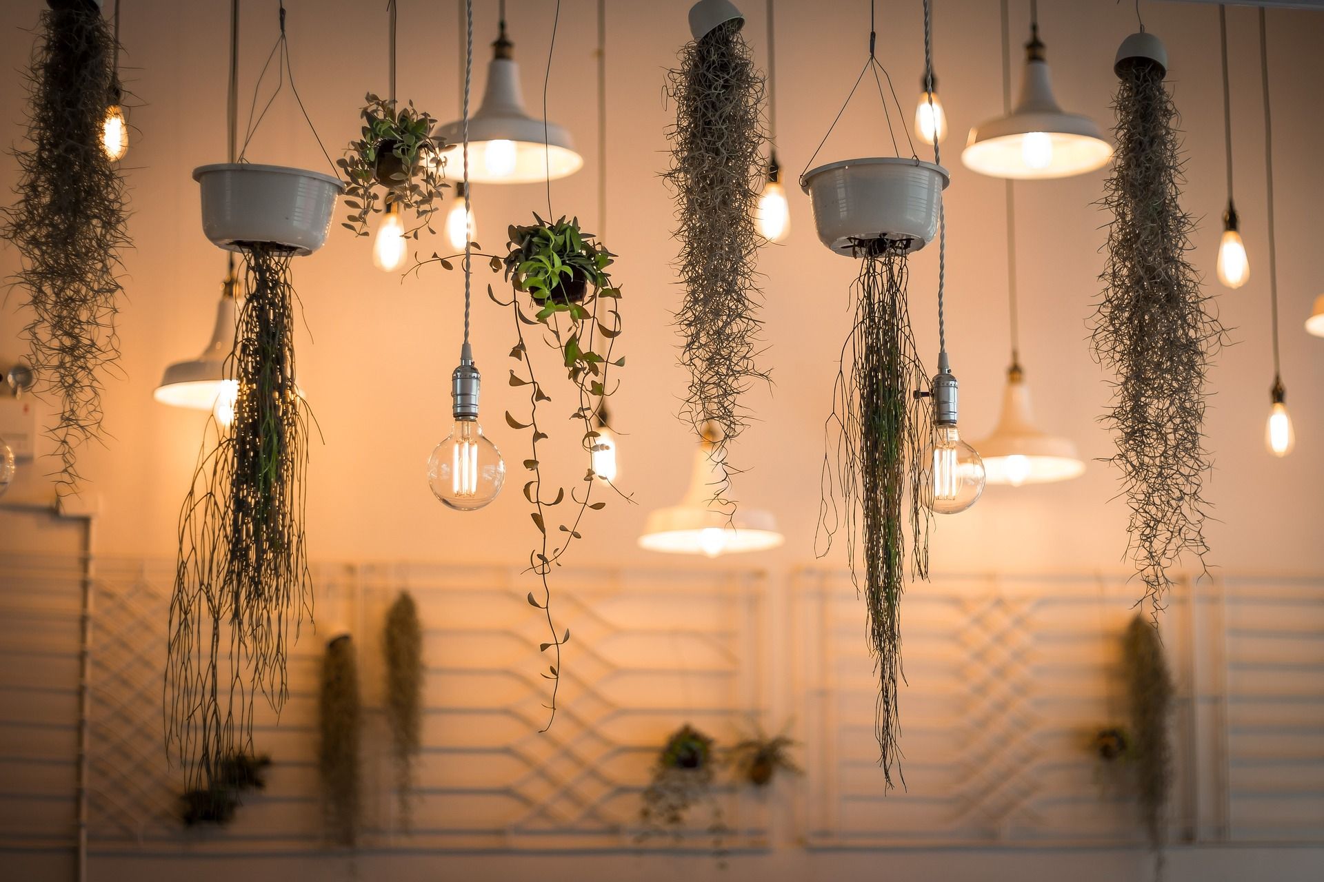 Decorating a space with the right lights and some plants